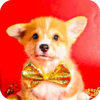 🐶