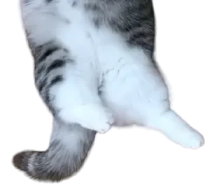 🐈