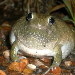 🐸