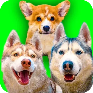 🐶