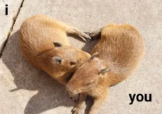 Больше стикеров: @capybarastiker
