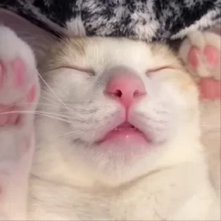 😴