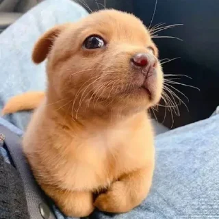 🌟