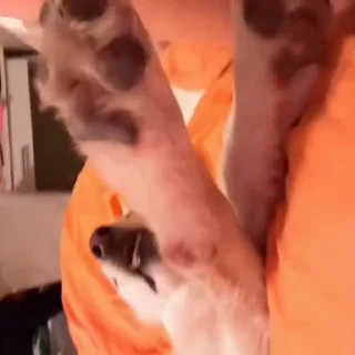 🐩
