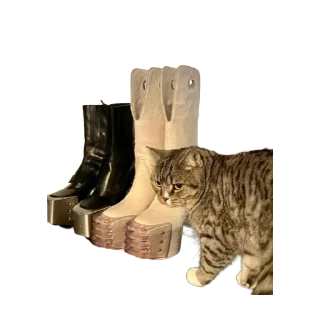 🐱