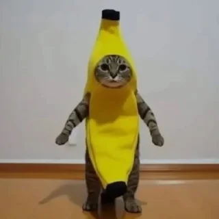 😹
