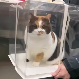 🐈‍⬛️