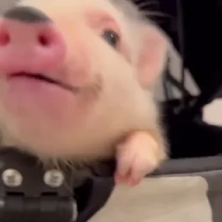 🐽
