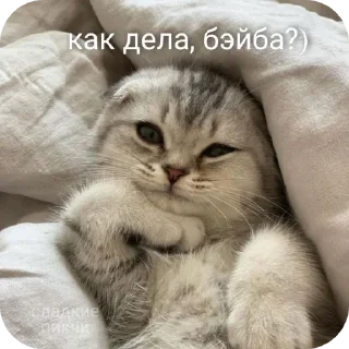 🐱