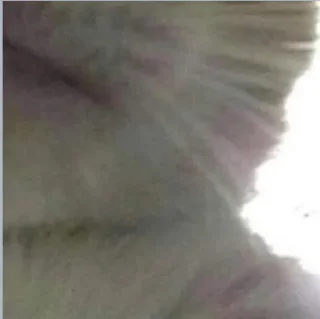 🐈