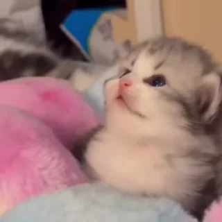 🌟
