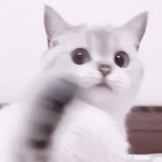 🥠
