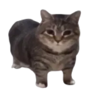 🐱