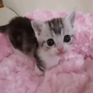 🐱