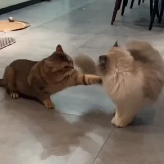 🐈