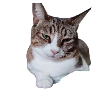 🐱