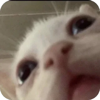🥲