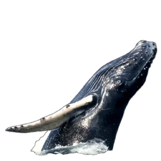 🐳