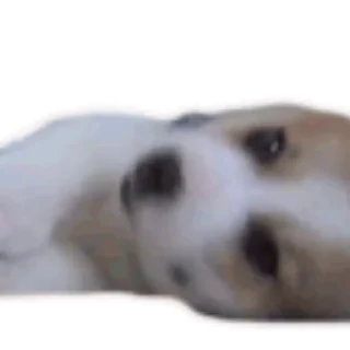 🐶