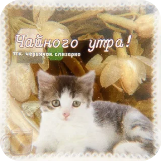 🐱