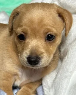 🥺