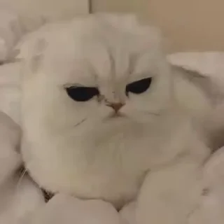 🐈‍⬛