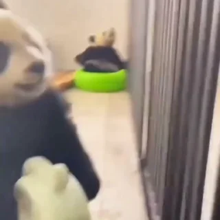 🐼