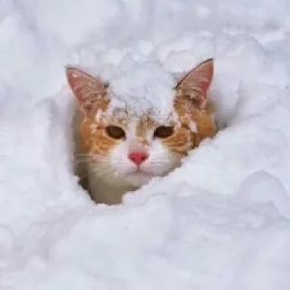 ❄