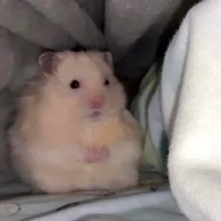 🥺