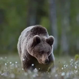 🤩