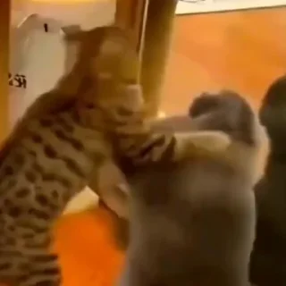 🐈