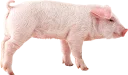 🐖