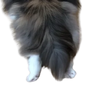 😺