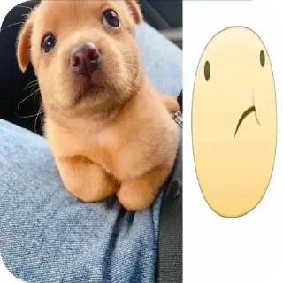 🐶