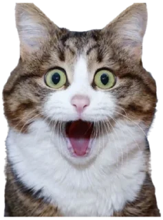 😲