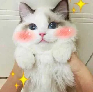 ✨
