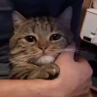 🥺
