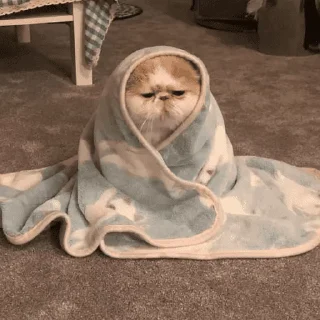 🐱