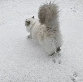 🤩