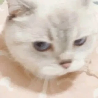😼