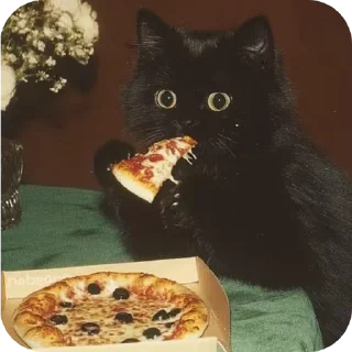 🐱