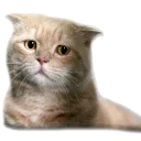 AnimalPhotoEmoji