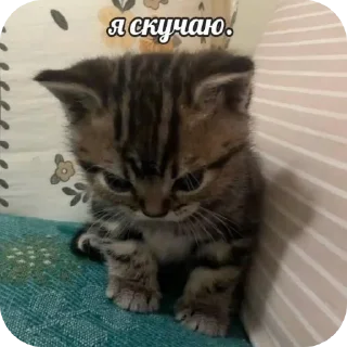 🐱