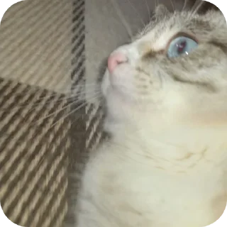 🐱