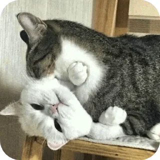 🐱