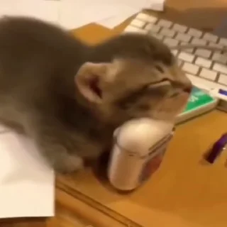 🐈