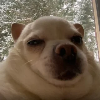 🥸