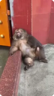😴