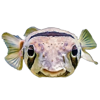 🐡