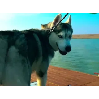 🐶
